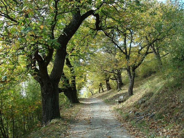 Sentiero delle Castagne
